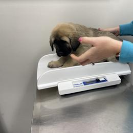 Anatolian Shepherd Dog Puppies from Smithville Hay Livestock Guardian Dogs
