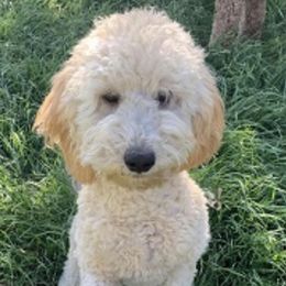 Rosie - Goldendoodle