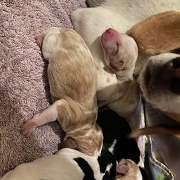 Beagle Puppies from Daisy Mountain Beagles