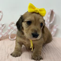 Trinity (triad, spiritual unity) - Cream female Dachshund puppy in Murfreesboro, Tennessee from Kimbrie's Dream Cream Doxies