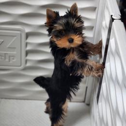 Toast - Black and tan male Yorkshire Terrier puppy in Grand Terrace, California from CLC SOUTHERN YORKIES