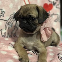 Pug Puppies from Berg Family