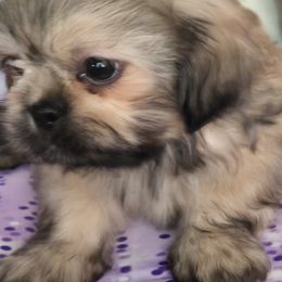 Shih Tzus from Adeline Joys Shih tzus of Roanoke Virginia