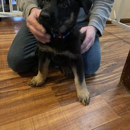 German Shepherd Puppies from Drachenhaus Shepherds