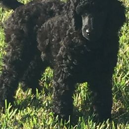 Poodles from Berndt Sienna Poodles