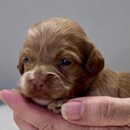 Darling - Red female Cockapoo puppy in Mocksville, North Carolina from Little Bear Doodles