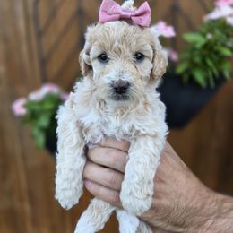 Sandy - Apricot female Goldendoodle puppy in Leander, Texas from Doodle Doula