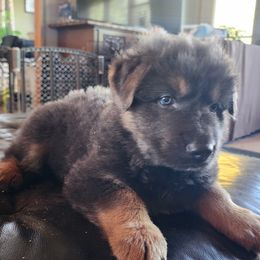 German Shepherd Puppies from Stormy Knight German Shepherds