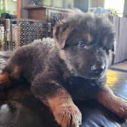 German Shepherd Puppies from Stormy Knight German Shepherds