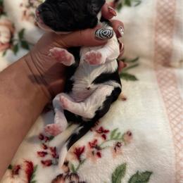 Peppermint - Black female Goldendoodle puppy in Warsaw, Ohio from Lovabledoodles