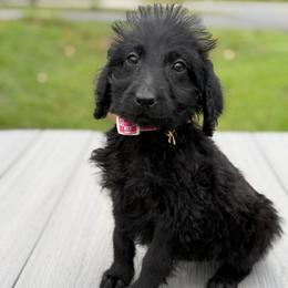 Maisy - Black female Labradoodle puppy in Georgetown, South Carolina from Muddy Bay Kennels