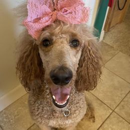 Poodles from Xtreme Poodles Hawaii