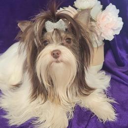 Lula - Yorkshire Terrier