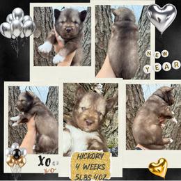 Hickory - Red and white male Siberian Husky puppy in Florence, Kentucky from Moonlight Howl Huskies