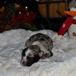 Stryker - Blue merle male Australian Shepherd puppy in Marshall, Texas from Flying S Aussies