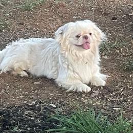 Elvis - Pekingese