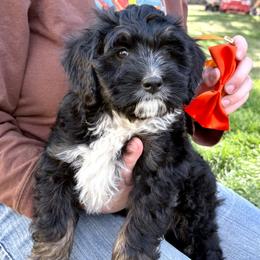 Fajita - Tri-color male Bernedoodle puppy in Roy, Utah from Doodles are Amazing