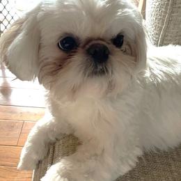 Bear - Shih Tzu