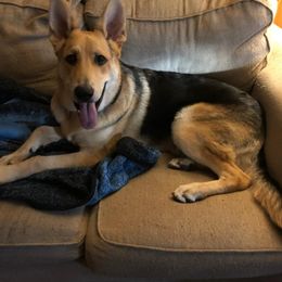 German Shepherd All Grown Up from GS Fancy