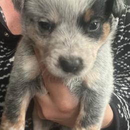 Boy 2 - Blue male Australian Cattle Dog puppy in Norton, Ohio from Australian Cattle Dog Company