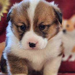 Jet - Red male Pembroke Welsh Corgi puppy in Rensselaer, Indiana from Sharand MAS and Pembroke Welsh Corgis