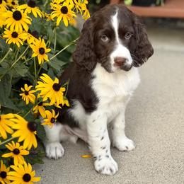 Fudge - Liver and white male English Springer Spaniel puppy in Tea, South Dakota from Mindy's English Springer Spaniels