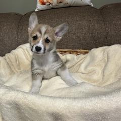 Jester - Sable male Pembroke Welsh Corgi puppy in Urbana, Ohio from Edgewood Farm and Kennel