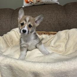 Jester - Sable male Pembroke Welsh Corgi puppy in Urbana, Ohio from Edgewood Farm and Kennel