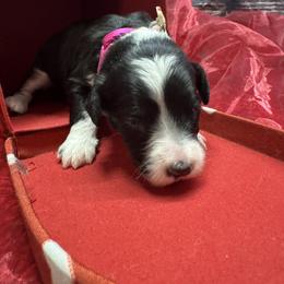 Bernedoodle, Poodle, and Sheepadoodle Puppies from TLC by the Lake Standard Poodle and Doodles