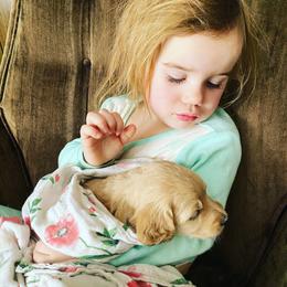 Goldendoodle Puppies from North Star Dog Training