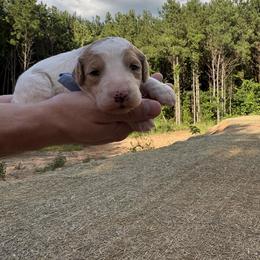 Cubby - Parti male Goldendoodle puppy in Pittsburg, Texas from Peachy Pine Goldendoodles