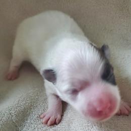 Dash - Tri-colored male Pomeranian puppy in Bellevue, Iowa from Fluffy Wonders Poms and Doodles