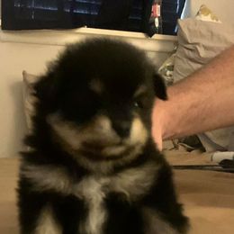 Pomeranians from Precious Poms