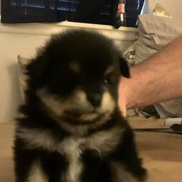 Pomeranians from Precious Poms