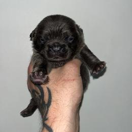 Rager - Blue male French Bulldog puppy in Coatesville, Pennsylvania from The Chipper Frenchie