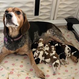 Beagle puppies from Beagles on the Run