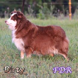 Dirty - Toy Australian Shepherd