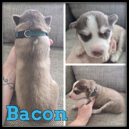 Bacon - Red and white male Siberian Husky puppy in Wheeler, Michigan from Haase Family Kennels