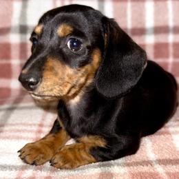 Girl 2 - Black and tan female Dachshund puppy in Fredonia, Arizona from Desert Horizon Dachshunds