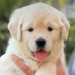 Golden Retriever Puppies from INGOLD Retrievers