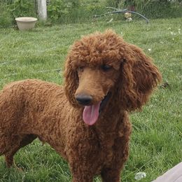 Rex - Poodle