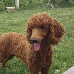 Rex - Poodle