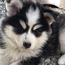 Milo - Black and white male Pomsky puppy in Diamond Lake, Washington from Husky Haven WA