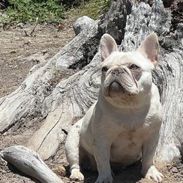 French Bulldogs from Rip City Frenchies