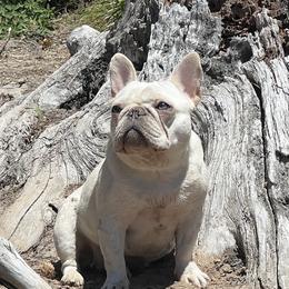 French Bulldogs from Rip City Frenchies