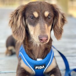 Hazel - Dachshund