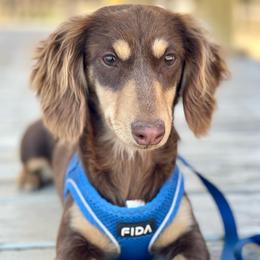 Hazel - Dachshund