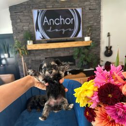 S P O O K Y - teacup BOY - Tri-color male Yorkipoo puppy in Pleasant View, Utah from Anchor Dogs