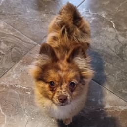 Avalon - Chocolate merle male Pomeranian puppy in Santa Ana, California from MattSue Notalapdog
