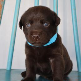 Lily - Chocolate female Labrador Retriever puppy in Camden, Indiana from Camden's Caring Canines